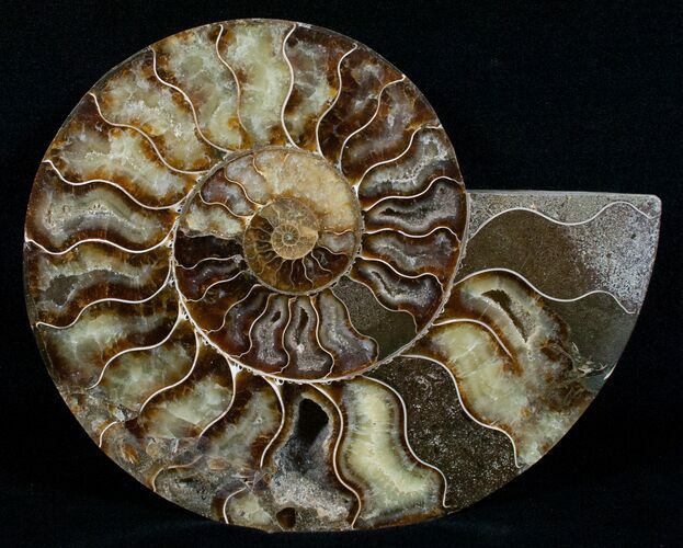 Wide Cleoniceras Ammonite (Half) #5945